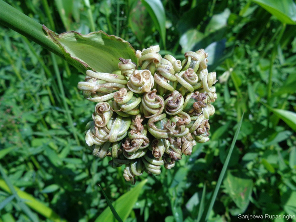 Pontederia hastata L.